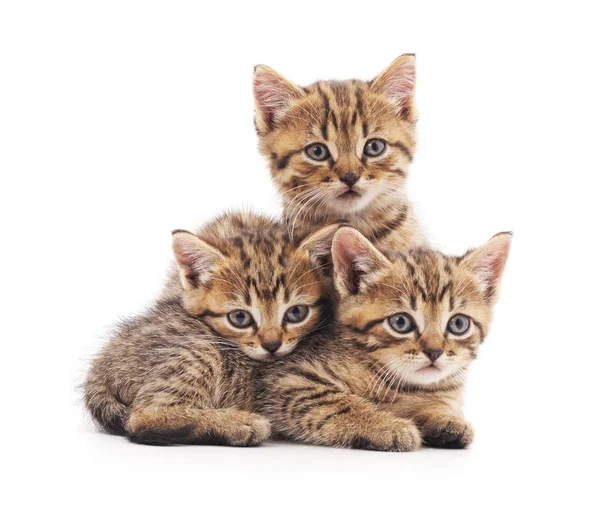 Three small kittens. — Stock Photo, Image