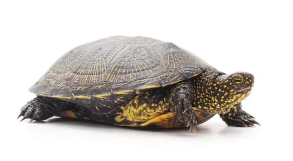 Bir büyük kaplumbağa. — Stok fotoğraf