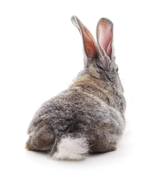Rabbit back Stock Photos, Royalty Free Rabbit back Images | Depositphotos