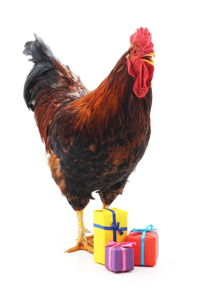Polla roja y regalos . — Foto de Stock