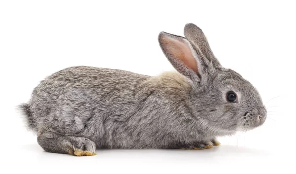 회색 아기 토끼. — 스톡 사진