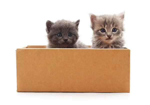 Gatinhos na caixa . — Fotografia de Stock