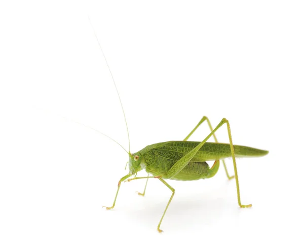 Little green grasshopper. — Stock Photo, Image