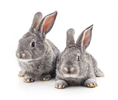İki gri tavşan.