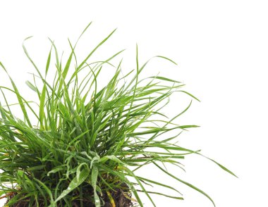 kökleri ile çimen.