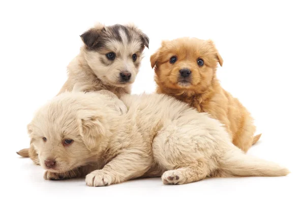 Tres hermosos cachorros . — Foto de Stock