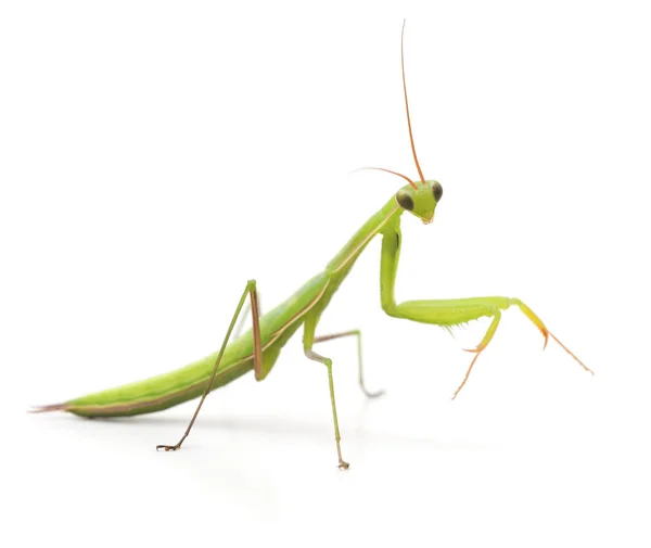 Große grüne Gottesanbeterin. — Stockfoto