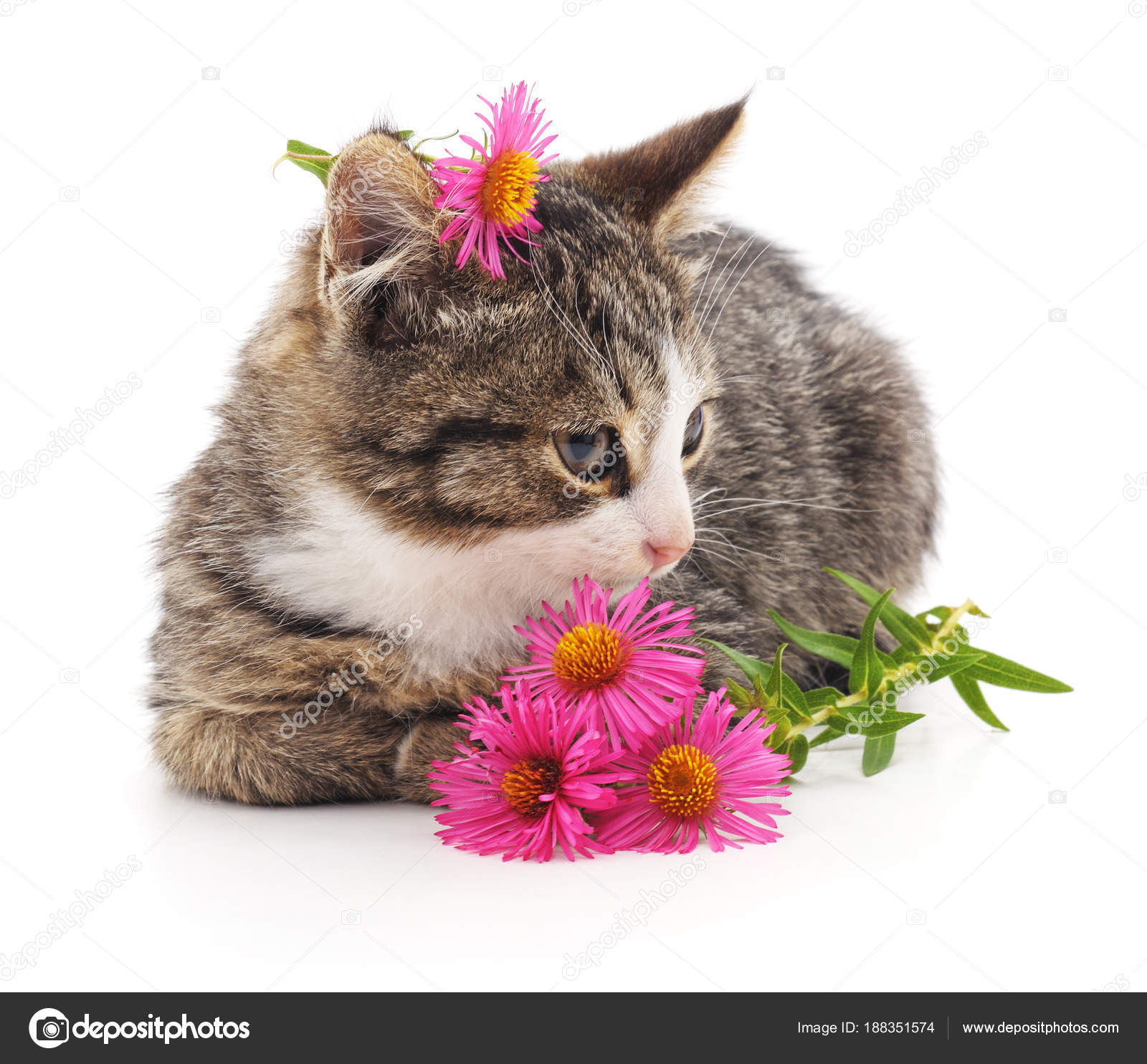Gatto E Fiori Foto Stock Voren1 188351574