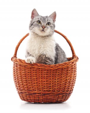 sepet içinde Gri kedi.