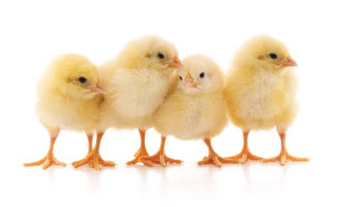 Four yellow chicken. clipart