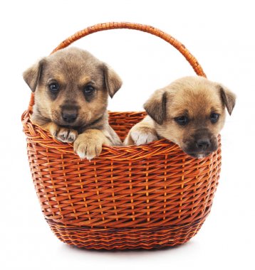 Sepette iki köpek yavrusu.