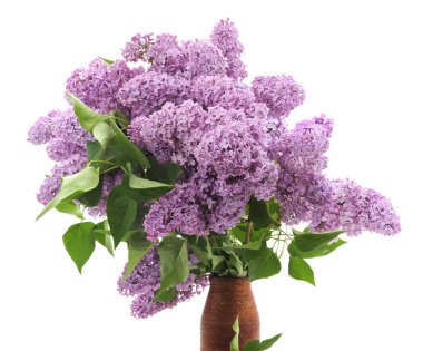 buket lilac.