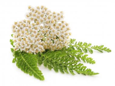 Beyaz çiçek yaprakları ile.