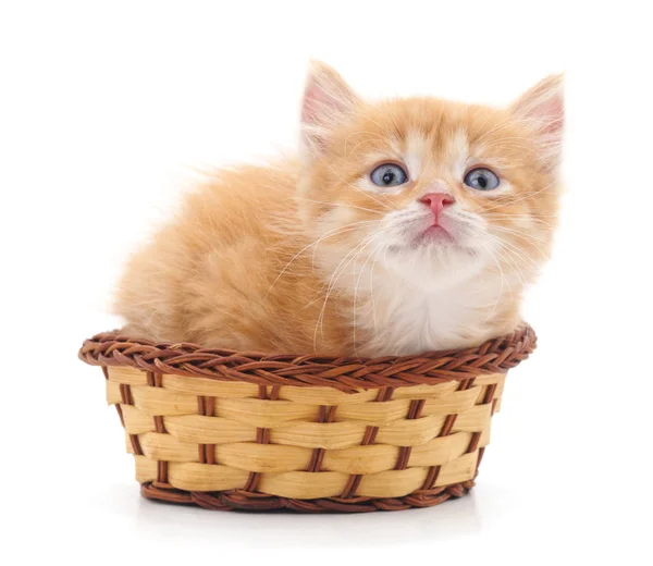 Kleines Kätzchen im Korb. — Stockfoto