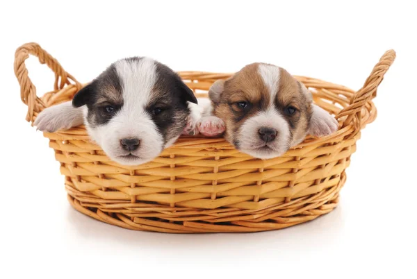 Dos lindos cachorros en cesta . — Foto de Stock