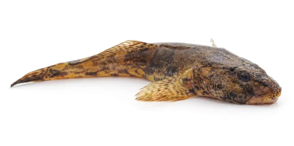 Raw brown goby. — Stock Photo, Image