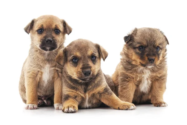 Três cachorrinhos pequenos . — Fotografia de Stock