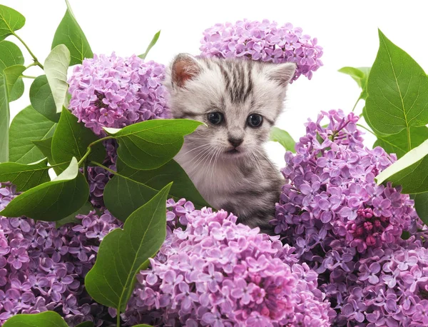 Kitten in lilac. — Stock Photo, Image