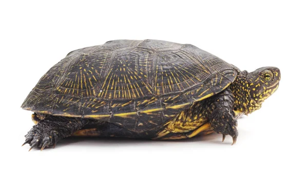 Bir büyük kaplumbağa. — Stok fotoğraf
