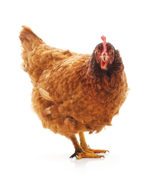 Young brown chicken. — Stock Photo, Image
