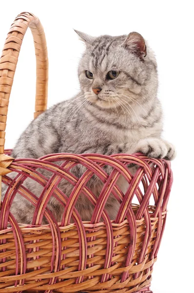 Gatito en una cesta. — Foto de Stock