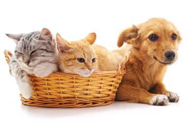 Bir sepet ve köpek yavrusu yavru kedi.