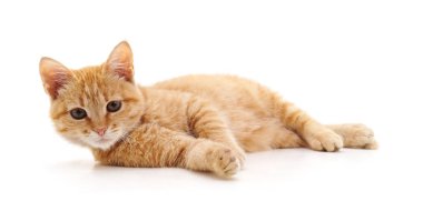 Bir kahverengi yavru kedi.