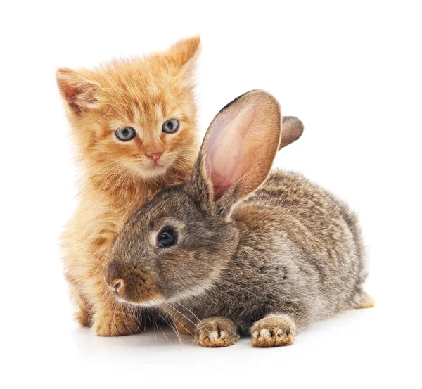 Gatinho vermelho e coelho . — Fotografia de Stock