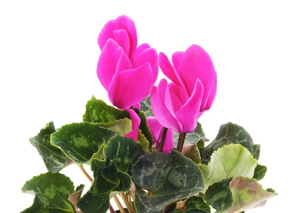 Bouquet de cyclamen rose . — Photo