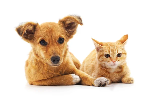Koťata a štěně. — Stock fotografie