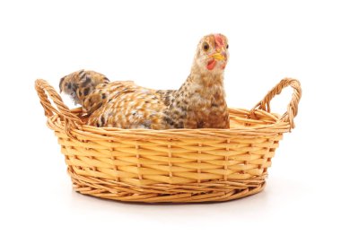 bir sepet içinde tavuk.