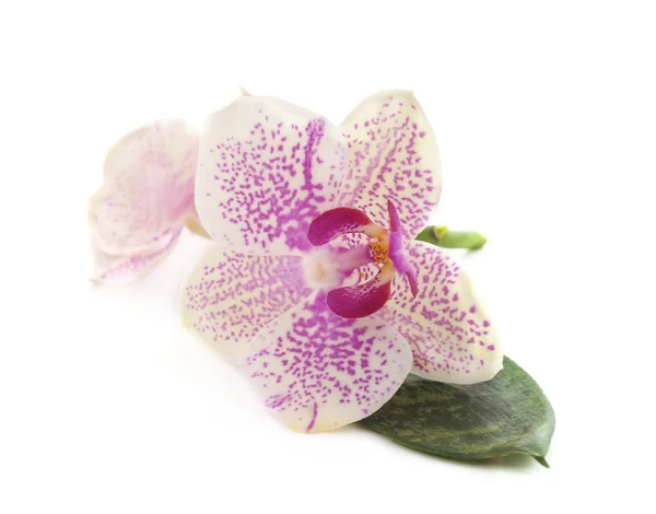 Bouquet of orchids. — Stock Photo, Image