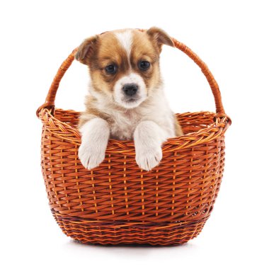 Sepette küçük bir köpek yavrusu.