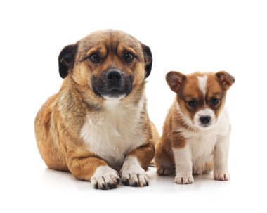 köpek ve köpek yavrusu.