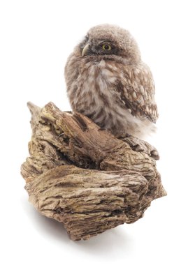 Küçük vahşi baykuş.