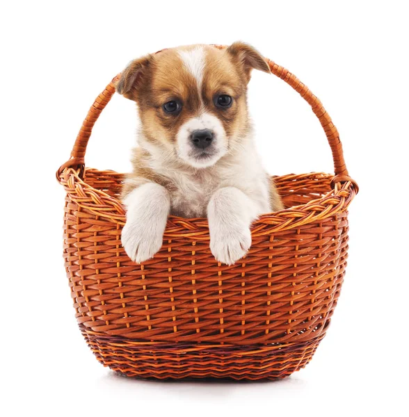 Pequeño cachorro en una cesta . — Foto de Stock