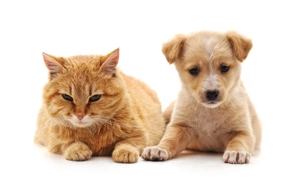 Kedi ve köpek yavrusu. — Stok fotoğraf