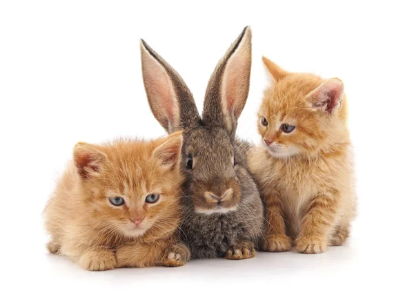 红色的小猫和小兔子. — 图库照片