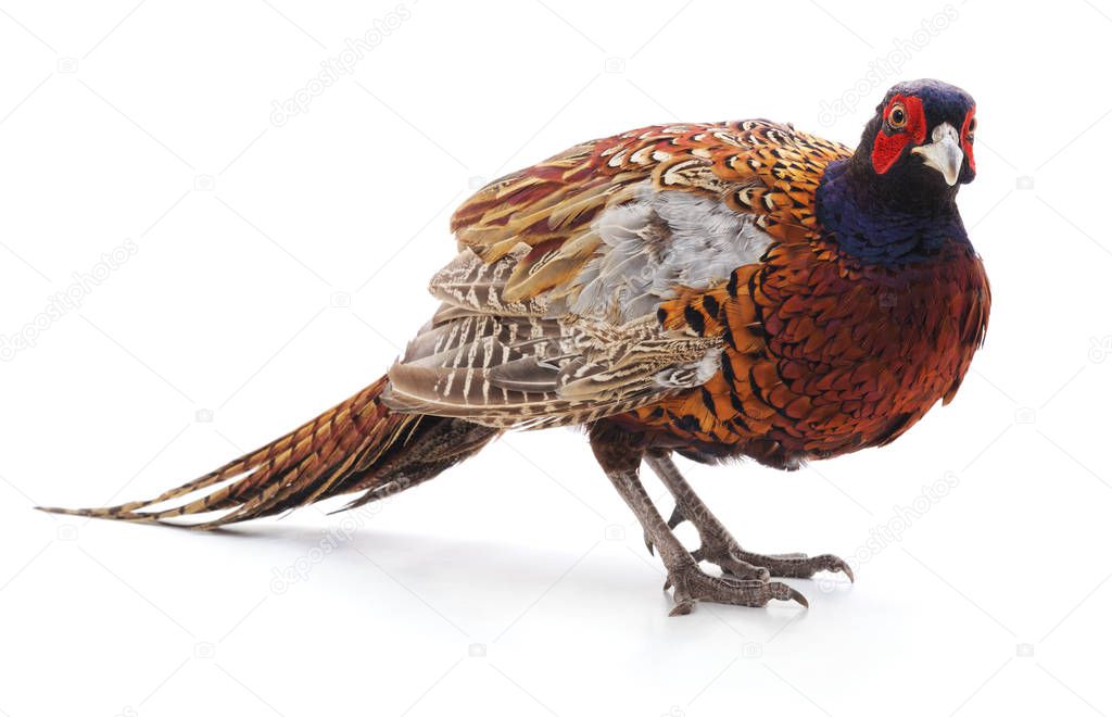 Wild beautiful pheasant.