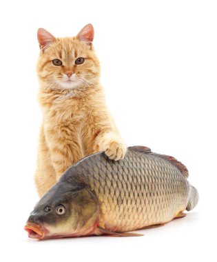 kedi ve balık.