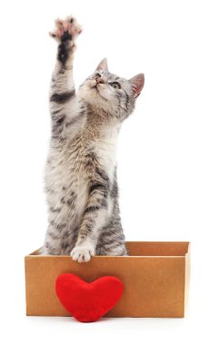 Kedi ve kırmızı kalp.