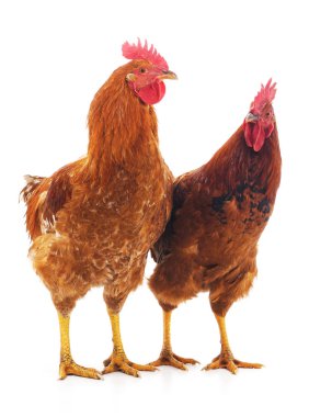 İki kırmızı horoz.