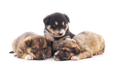 Üç küçük yavru.