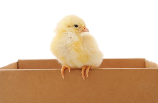 Pollo en la caja . — Foto de Stock