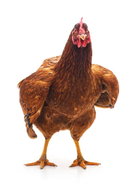 One brown chicken. — Stock Photo, Image