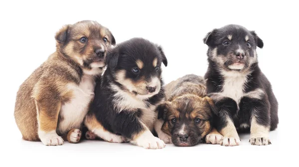 Gruppe kleine Welpen. — Stockfoto