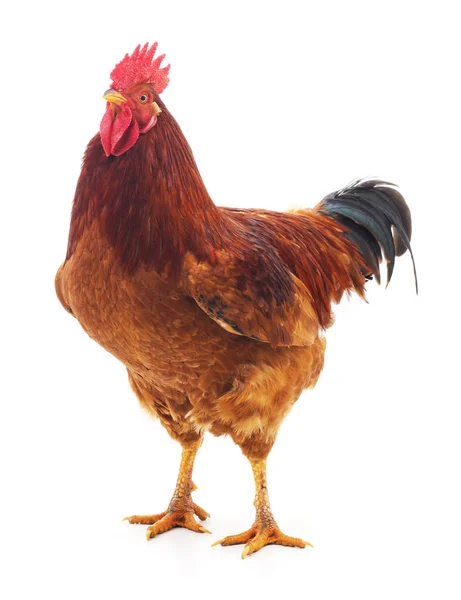 One red rooster. — Stock Photo, Image