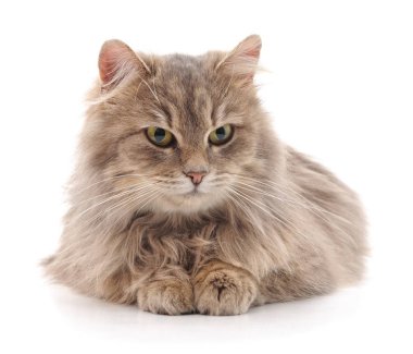 güzel kahverengi kedi.