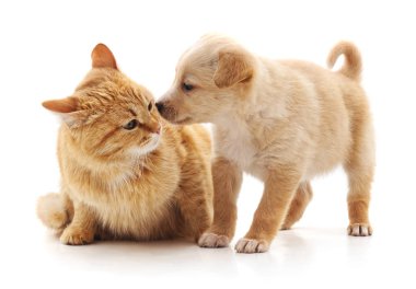 yavru kedi ve köpek yavrusu.