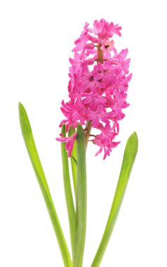 pembe güzel sümbül.